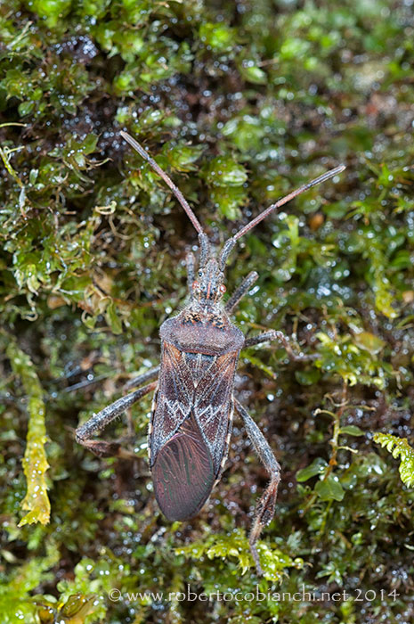 Coreidae, Leptoglossus occidentalis dell''Emilia (BO)